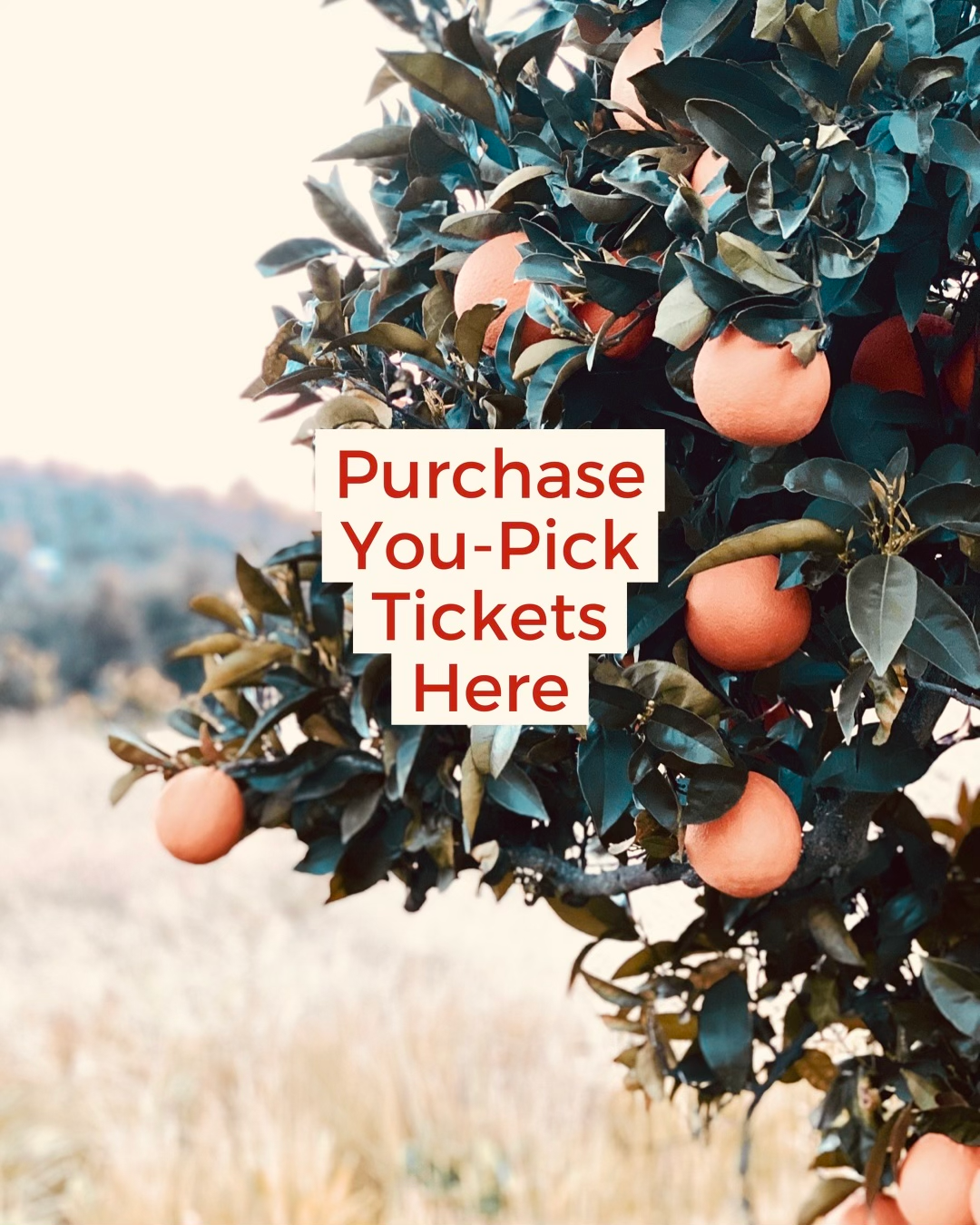 Citrus You-Pick Tickets